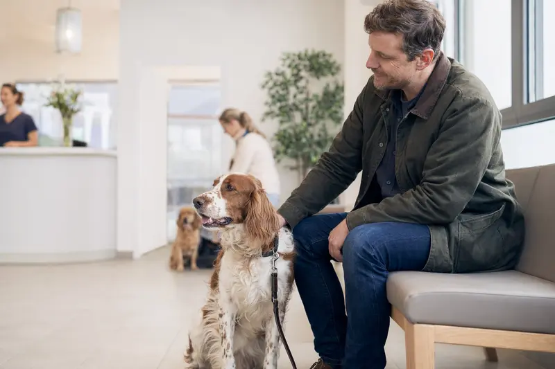 Ein Welsh Springer Spaniel sitzt ruhig neben seinem Besitzer im hellen Wartezimmer einer modernen Tierarztpraxis.